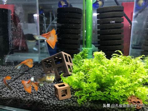 孔雀魚要養幾隻